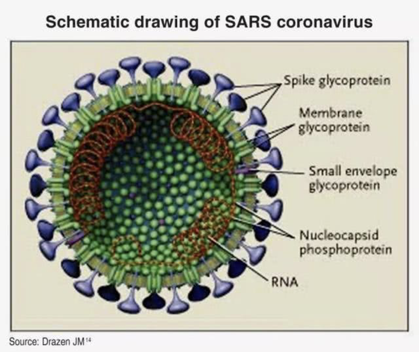 新冠病毒是不是SARS呢？了解下(xià)冠狀病毒分(fēn)類